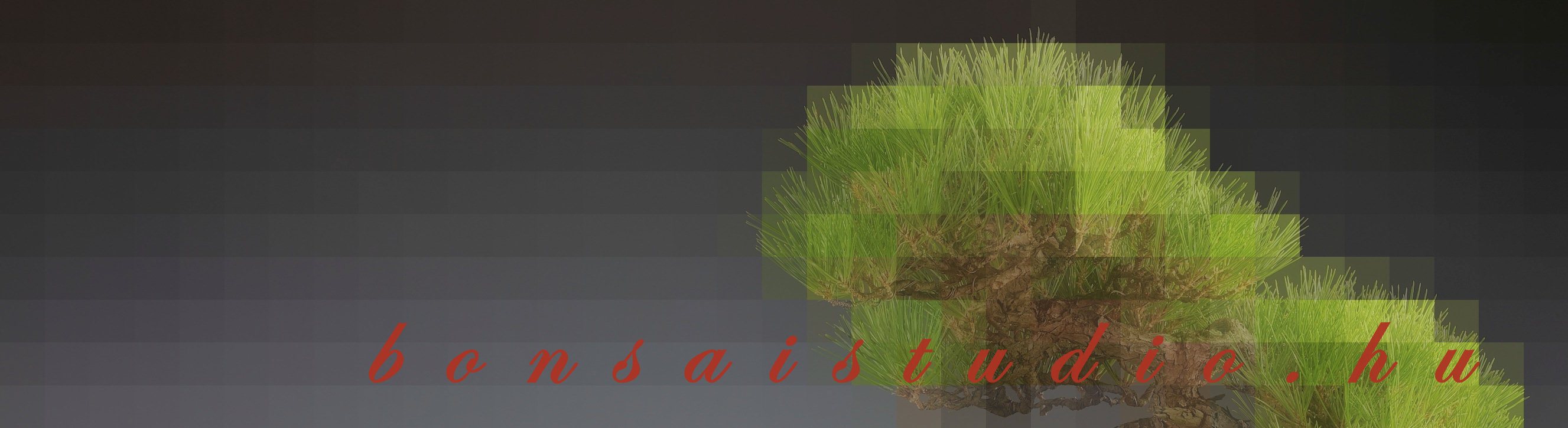 pinus thunbergii bunjin literati stilusban marczika bonsai studio